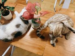 -Cappucimeow猫咪咖啡馆(韦伯时代店)