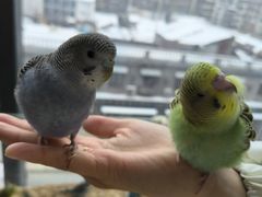 -怪兽屋·羊驼·猫咖·狗咖(俊华广场店)