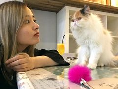 -吉丁鸟咖·异宠·寄养