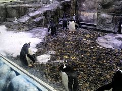 -迪拜水族馆及水下动物园