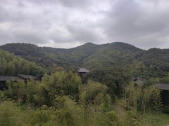 -大唐贡茶院