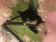 -猫猫幼稚园·撸猫·桌游·电玩