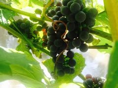 -镜泊小镇(东长安街店)