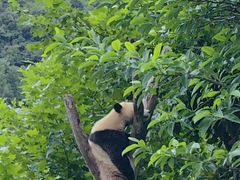 -卧龙中华大熊猫苑神树坪基地