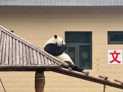 -石家庄市动物园