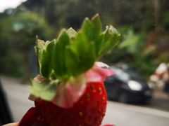 -金马仑薰衣草花园(Cameron Lavender)