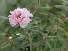 -中国科学院华南植物园