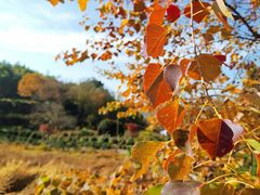 -塔川景区