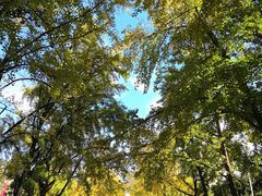 -三里屯东五街银杏大道