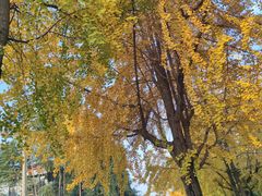 -成都市活水公园