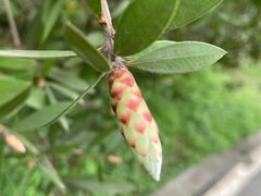 -桤木河湿地公园