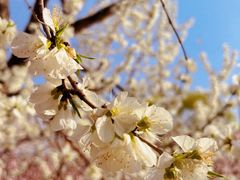 -桃花堤公园