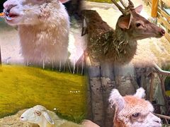 -正佳雨林生态植物园