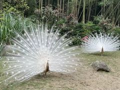 -都江堰中华大熊猫苑