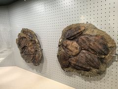 -辽宁古生物博物馆