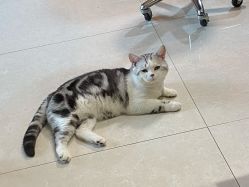 -众刺纹画·纹身·穿孔饰品·海娜定制