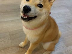 -柴迷FANS CLUB·柴犬狗咖·猫咖