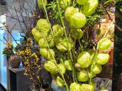 -双季花艺园艺市场(浦东店)