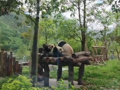 -成都大熊猫繁育研究基地