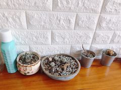 -媛媛家秘制鸡丝凉皮(陆慕店)