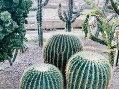 -南山植物园