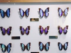 -上海昆虫博物馆