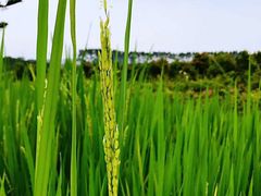 -迪茵湖田家舍生态农场