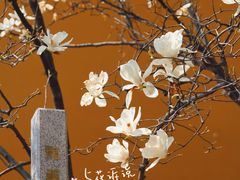 -龙华寺