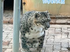 -青藏高原野生动物园