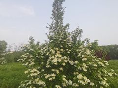 -红梅公园