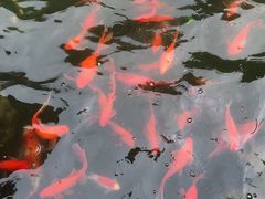 -合肥滨湖国家森林公园