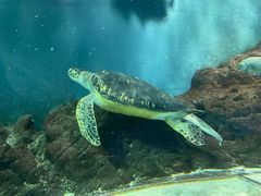 -上海海洋水族馆