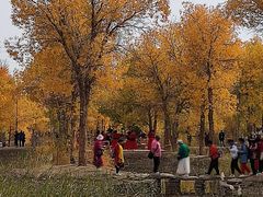 -金塔沙漠胡杨林景区