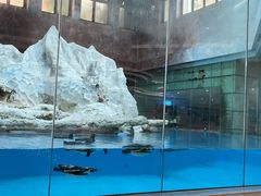 -帝企鹅自助餐厅•儿童岛•真企鹅(长隆企鹅酒店)