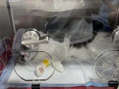 -四月宠物医院·猫专科·心脏专科·内科(转塘店)