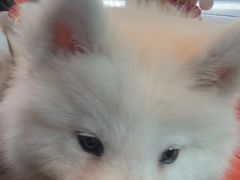 -瑞派康怡24h宠物医院·犬猫医疗中心·微创绝育(瑞景分院)