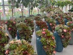 -荷兰花海
