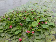 -前关湿地公园
