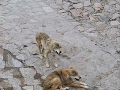 -西霞口神雕山野生动物世界