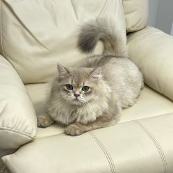 -柚子•猫美睫美甲