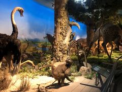 -国家自然博物馆