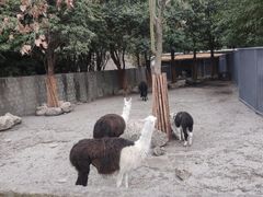-成都动物园