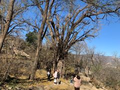 -比格比萨自助(宋家庄店)