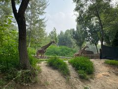 景点-北京野生动物园