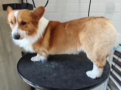 -熊小胖宠物生活馆(天华园店)