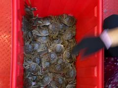 -蟹天蟹地农家菜·阳澄湖大闸蟹(浅水湾店)