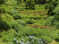 -鼓岭旅游度假区