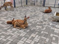 -长白岛森林公园