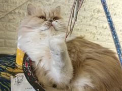 -平行世界·猫咖(首经贸店)