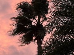 -怡海苑餐厅·厦门滨海悦华酒店